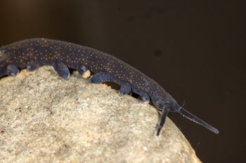 Media type: image;   Invertebrate Zoology 168055 Description: Digital photograph of specimen in life.;